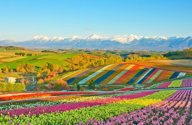 Hokkaido Biei Blue Pond Furano Flower Farm Ningle Terrace Trip