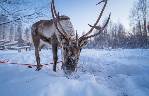Kuoksa Reindeer Farm Visit with a Short Sleigh Ride