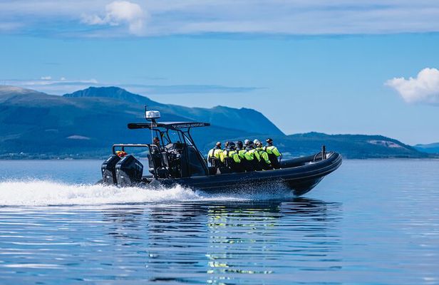 Fjord and Sea Eagle Safari from Sortland