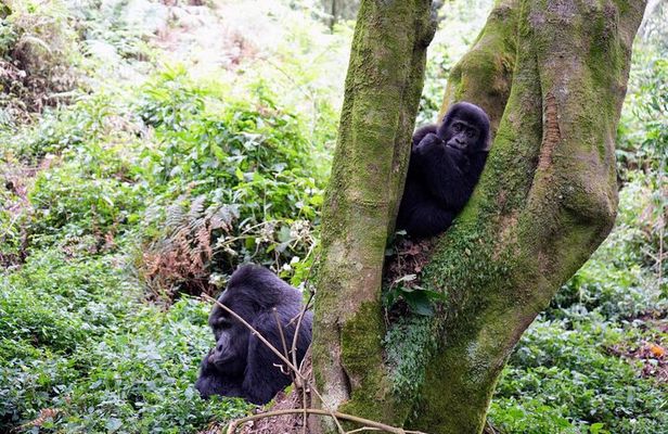 3-Day Gorillas Trekking In Uganda And Golden Monkeys In Rwanda