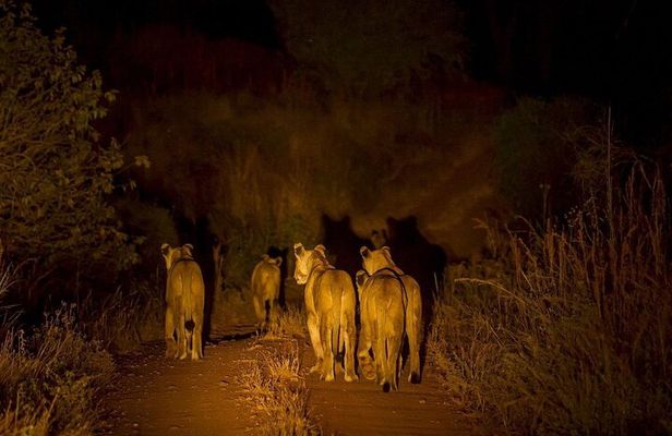 Evening Pilanesberg Night Safari Tour from Sun City