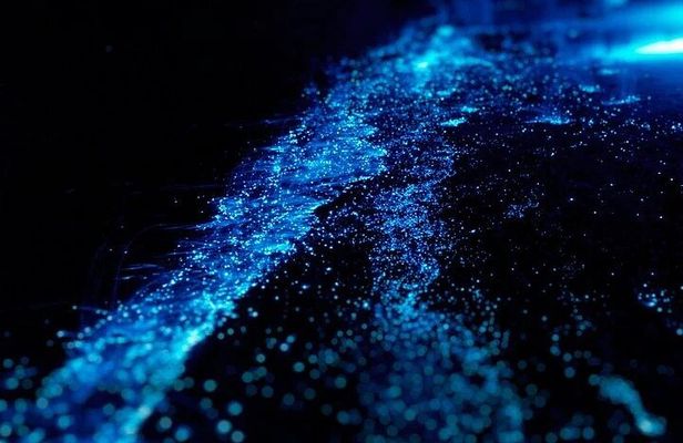 Bioluminescence Cocos Tours