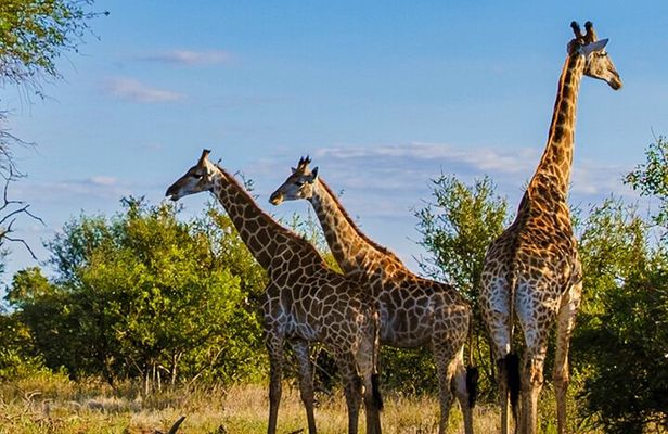 Tala Game Reserve Natal Park & Phezulu Safari from Durban