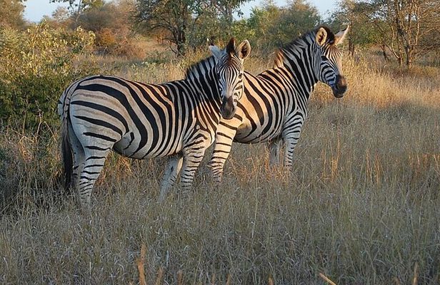 Tala Game Reserve, Natal Park and Phezulu Safari from Durban