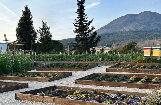 Superior Wine Tasting with Lunch on the slopes of Mt. Vesuvius