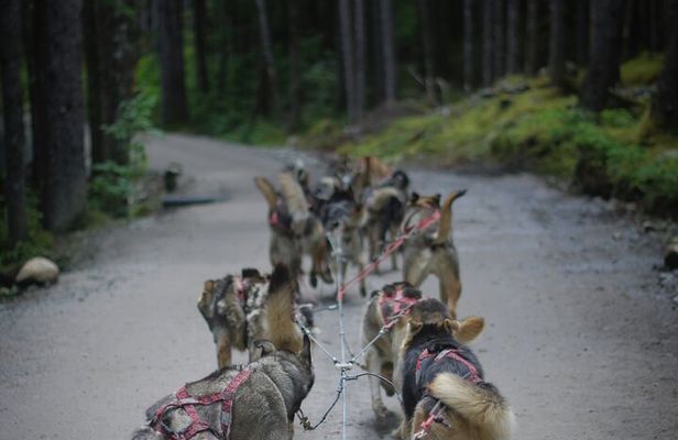 Denali Husky Kennel & Brewery Tour – Half-Day Experience