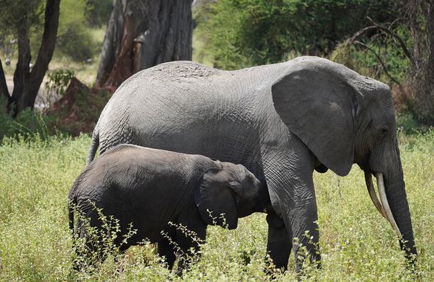 3 Days Ngorongoro, Manyara, Tarangire Group + Airport pick up