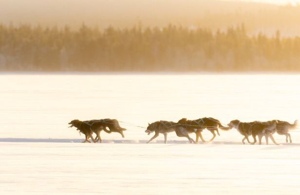 Rovaniemi Insider: 10 km Husky Self‑Drive Adventure