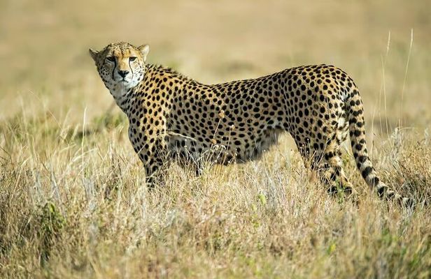 Explore Nairobi National Park with 4WD Transportation