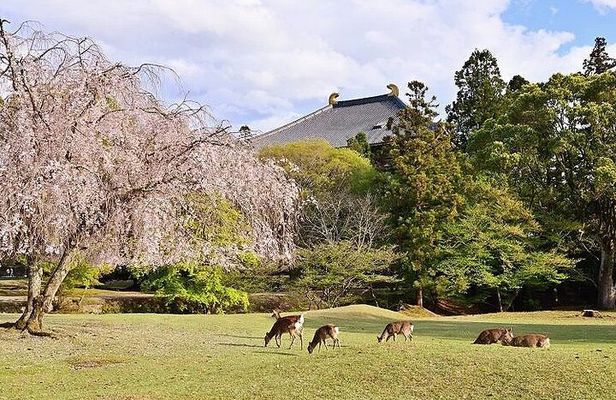 4 Day Kansai Tour from Nara to Kobe Ijinkan Culture Nature Onsen