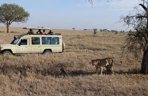 3 Days and 2 Nights Masai Mara Group Joining Budget Safari