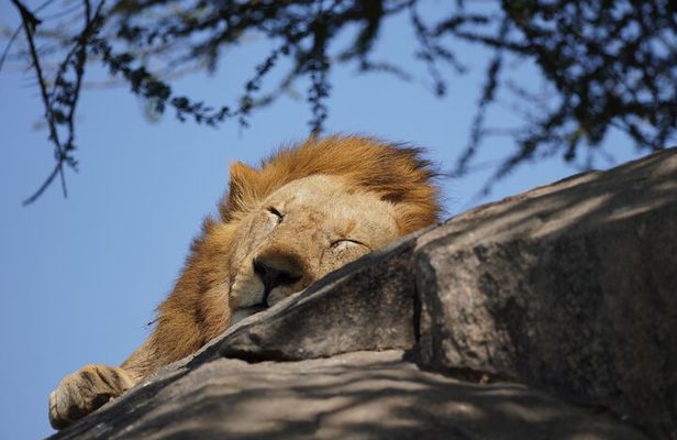 4 Days Serengeti, Ngorongoro, Tarangire Group + Airport pick up