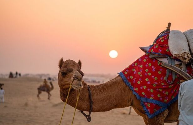 Pushkar Day Trip from Jaipur with Sunset and Aarti