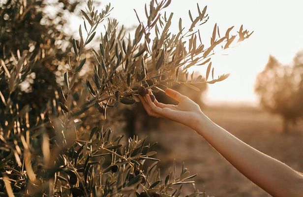 Crete: Local Wine Tasting & Visit to the Ancient Olive Tree