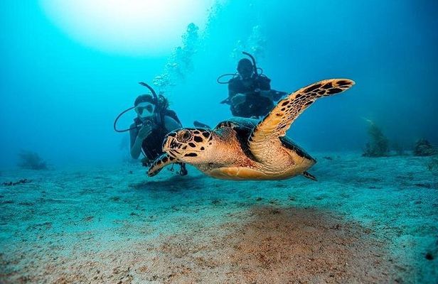 Underwater Adventure in Diving and Snorkeling