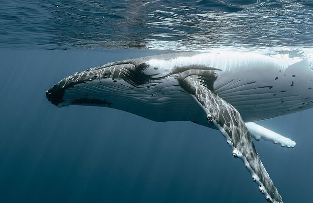 Moorea Whales Watching and Swimming Half Day Shared Tour