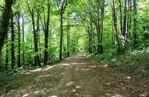 Ridgeview and Artelium Estate Private Walking Tour