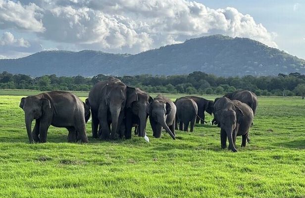 Minneriya National Park half day Private Safari with Expert Guide