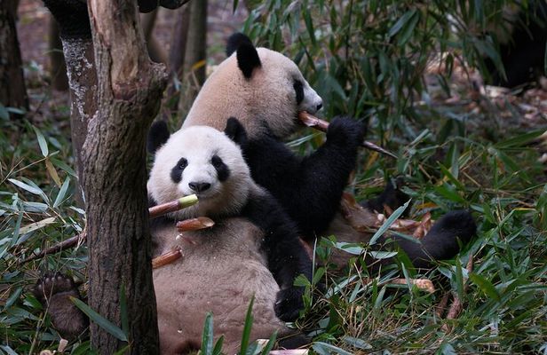 Private Chengdu Panda Tour with Hotel Pickup