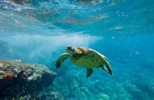 Lana'i Coast Snorkel and Sail
