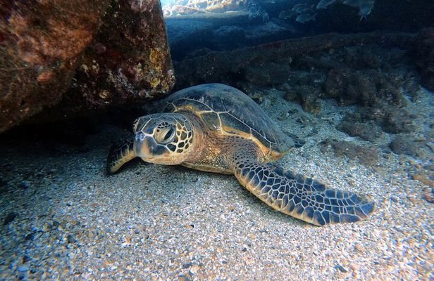 Certified Divers! Scuba dive the Ka'anapali Coast and more!