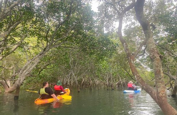 Raby Bay Wildlife Kayak Tour