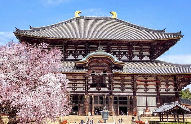 Osaka / Kyoto: Todai-ji, Nara Park, Fushimi Inari and Byodo-in