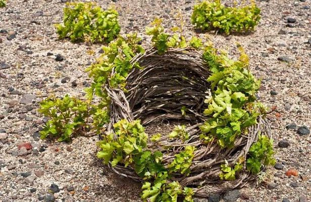 Santorini Wine Tour with Olive Oil Tasting at Santo Wines