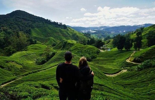 Cameron Highlands Day Tour from Ipoh with Mossy Forest