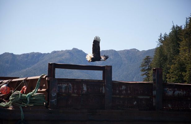 Lighthouse, Totems and Eagles Excursion (Ward Cove)