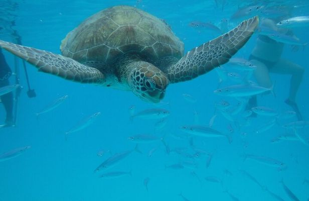Glass Bottom Boat Snorkeling With Turtles & Shipwreck In Barbados