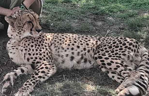 Cheetahs Encounter Giraffe house Wine tasting private tour