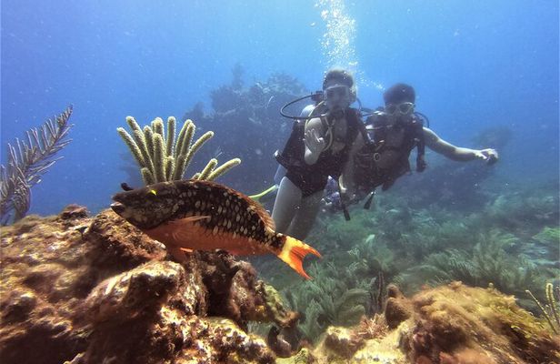2 Deep Reef Dives in Cancun Caribbean Sea for Certified Divers