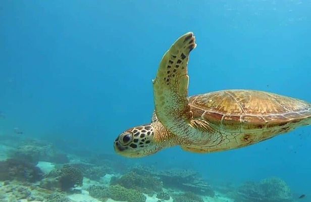 Muscat: Daymaniyat Island Snorkeling Amazing Trip