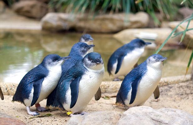 Phillip Island Penguin Parade Day Tour from Melbourne
