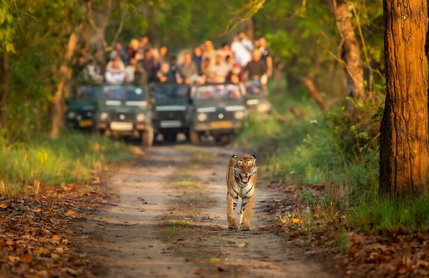 Kathmandu: 3 Days Chitwan Jungle Safari Private Tour