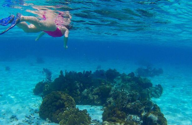 Barrier Reef Snorkeling from Hopkins Village