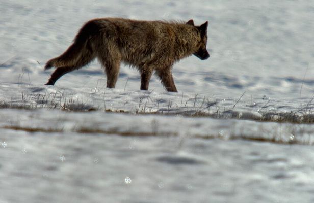 Bozeman Winter Wildlife Safari, Lamar Valley, Burrito and Lunch