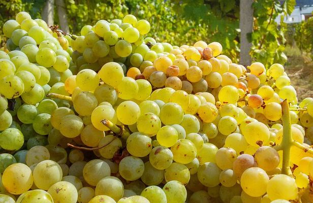 Malvasia Experience: Aeolian Wine Tasting in Salina
