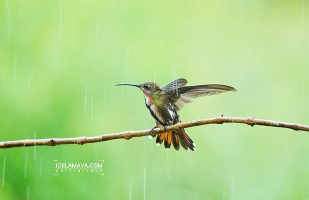 Roatan Birdwatching and Nature Adventure