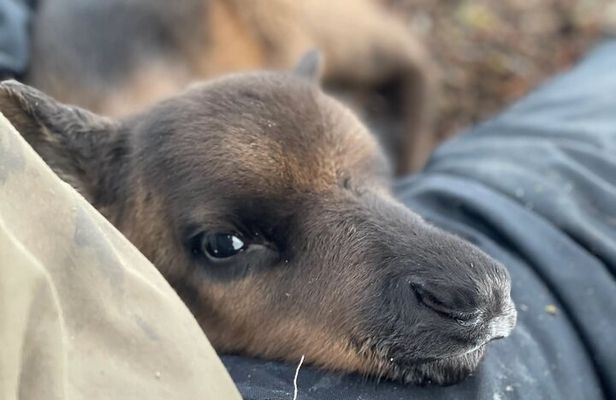 Sami Culture and Reindeer Cuddles Experience