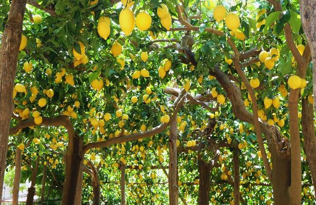 Amalfi Coast: Hike Along the Path of the Lemons