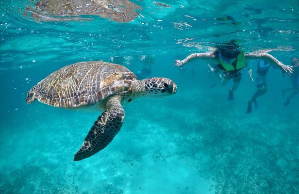 Mayan snorkeling (Akumal-Cenote-Caverna)