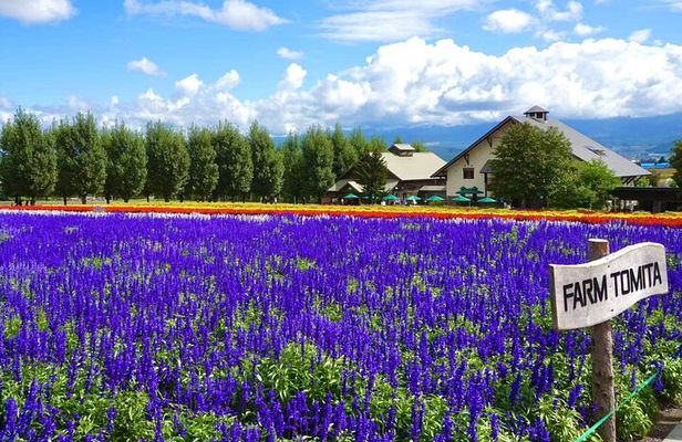 Hokkaido Day Tour Farm Tomita, Blue Pond, Blue Pond and Buffet