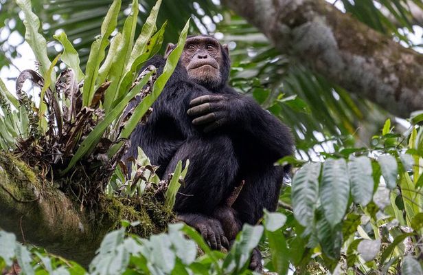 4-Day Rwanda Gorilla trek, Chimp & Lake Kivu exploration
