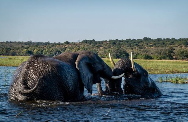 Boat Cruise in the Chobe National Park