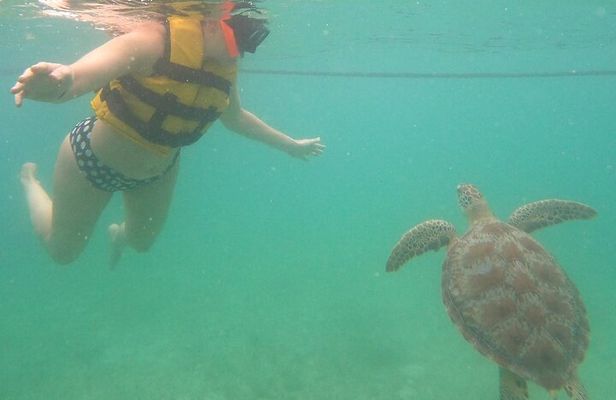 Turtle Snorkeling in Akumal