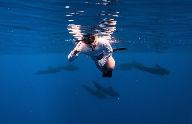 Wild Dolphin Swim, Turtle, Whale Safari with Guided Snorkeling