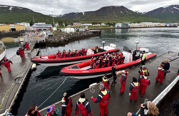 Express Whale Watching in Dalvik 