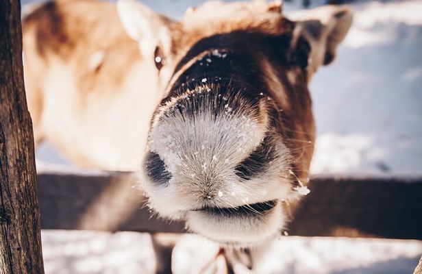 Reindeer Feeding Experience with Local Guide in Levi